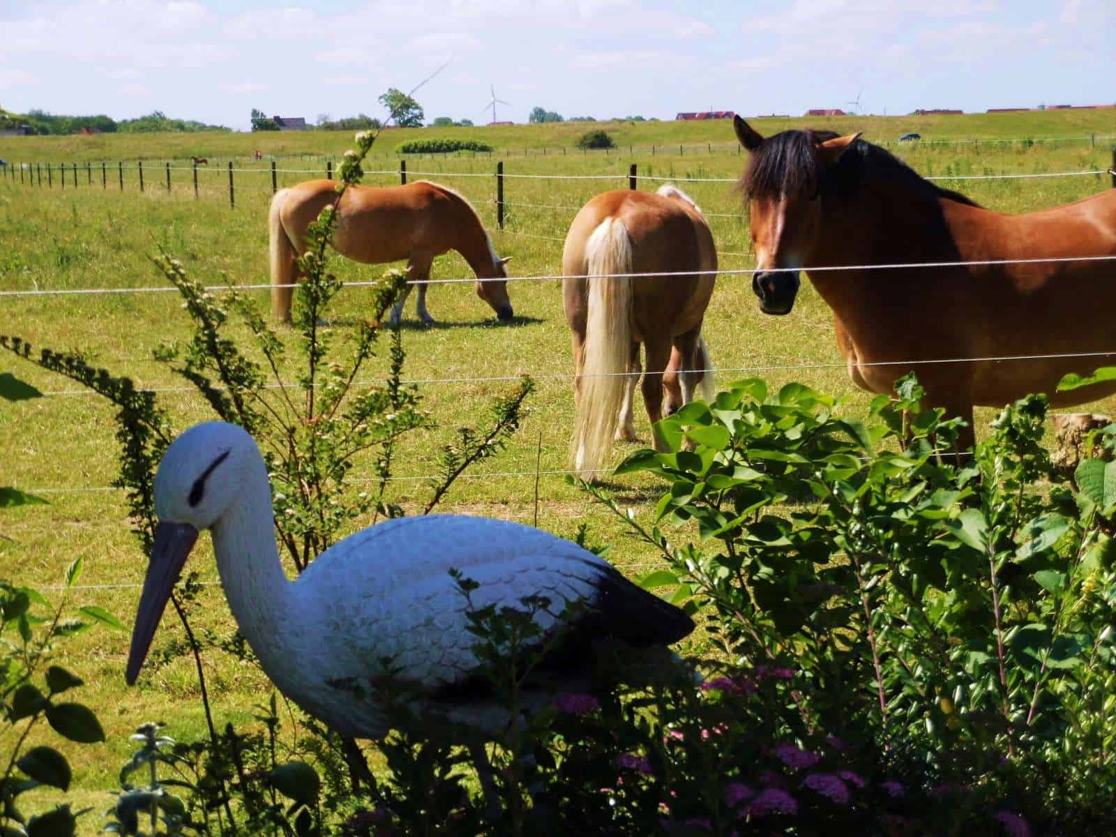Fotos zeigen die Pferde hinter dem Gartenzaun vom Ferienhaus Kolks Huus in Carolinensiel Harlesiel, einfach schöne Ferien mit Ruhe, Natur und freiem Blick